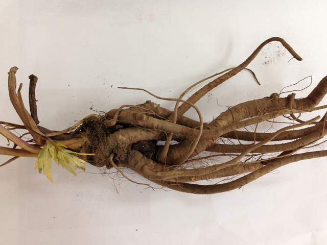 2013秋に南三陸町で収穫した当帰の根
