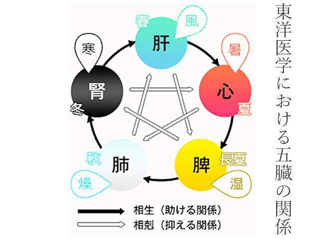 東洋医学における胃腸・ストレスの関係